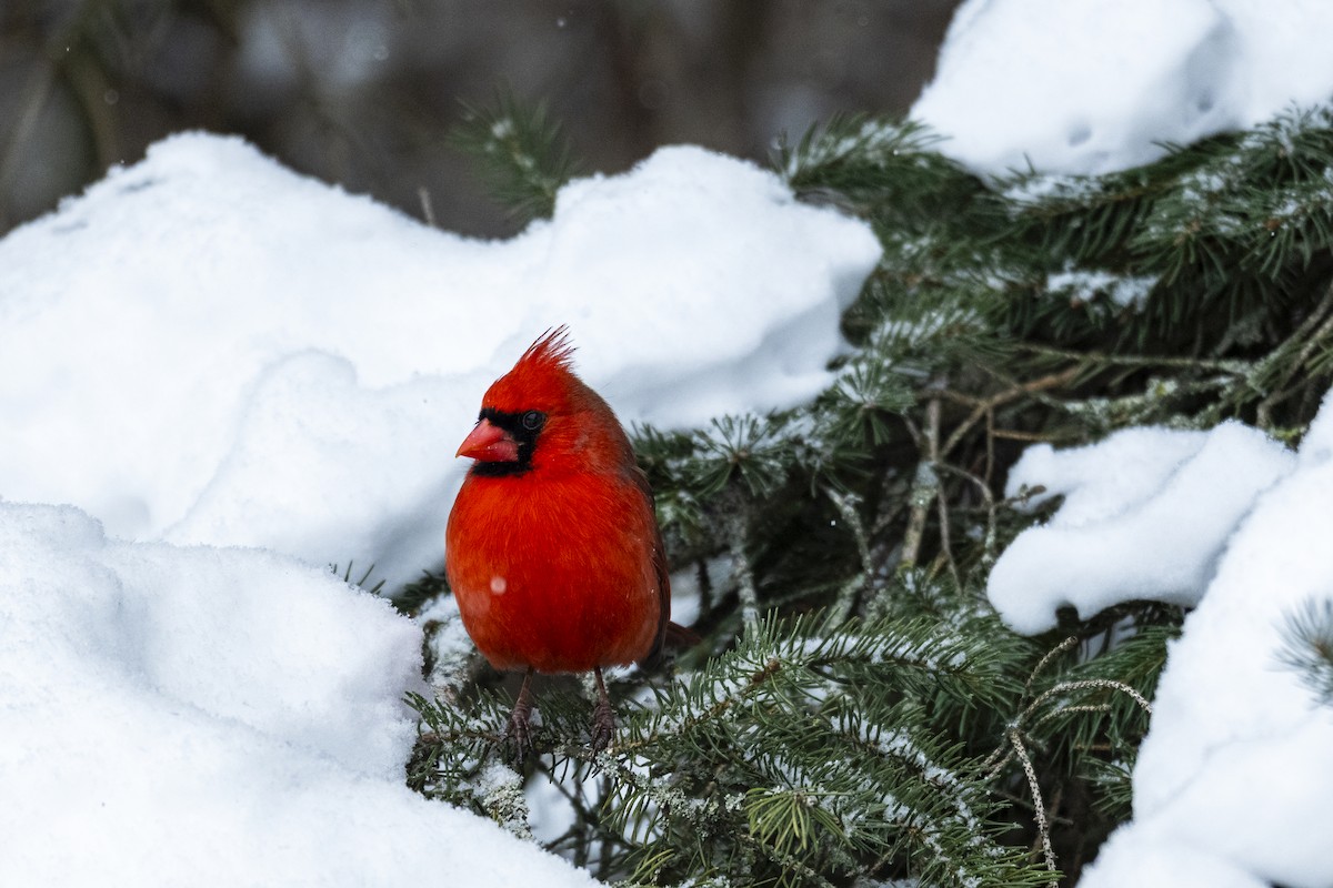 Northern Cardinal - ML630868473