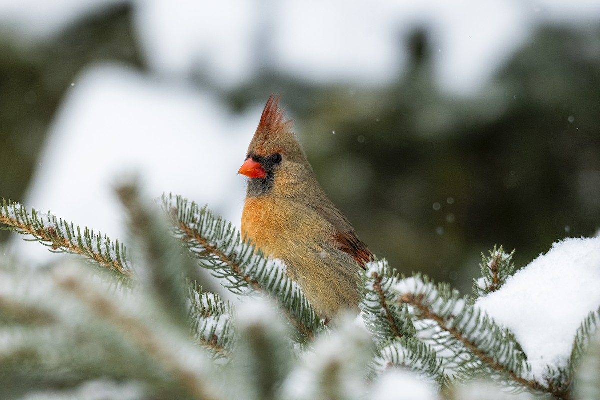 Northern Cardinal - ML630868474