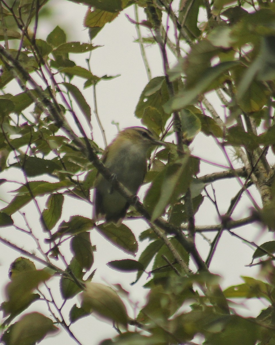 Chivi Vireo (migratory) - ML630868486