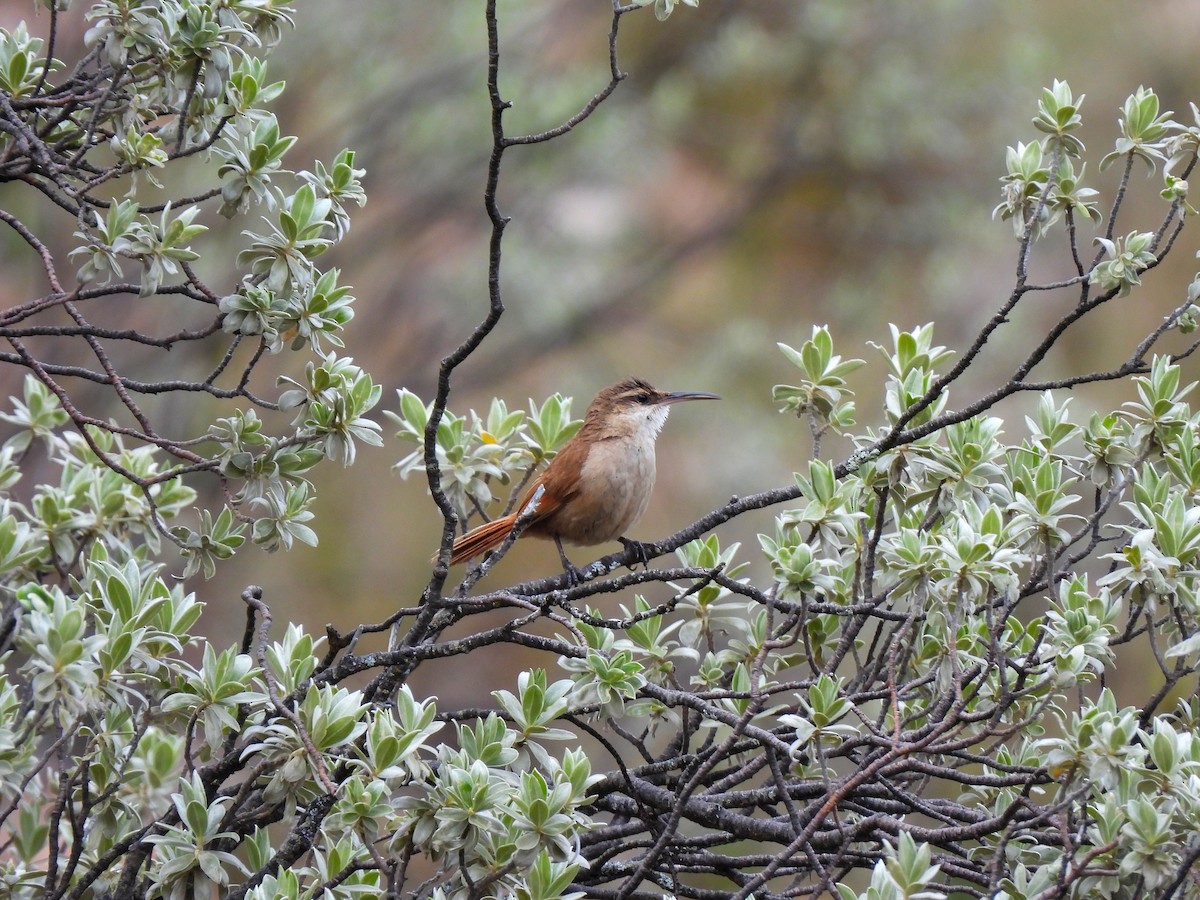 Bolivian Earthcreeper - ML630868562