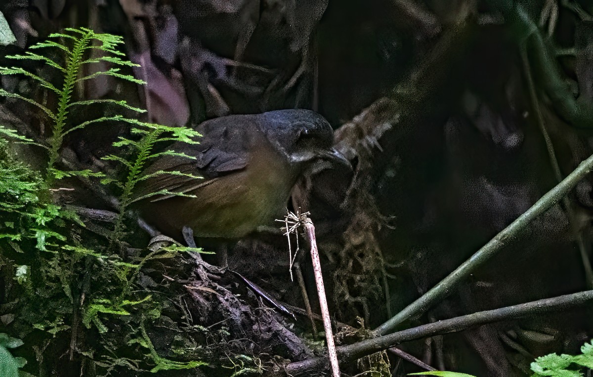 Moustached Antpitta - ML630868645