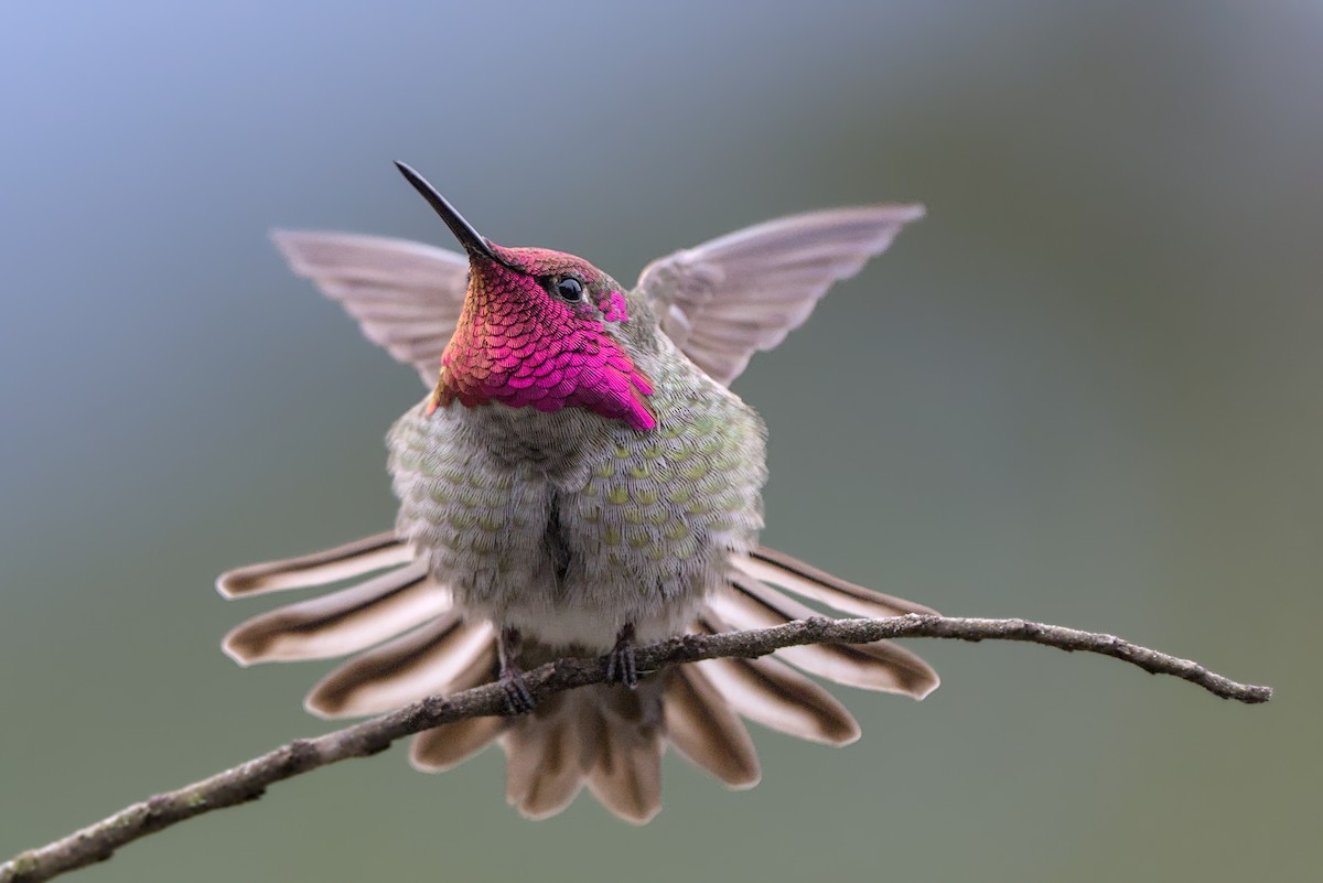 Anna's Hummingbird - Sia McGown