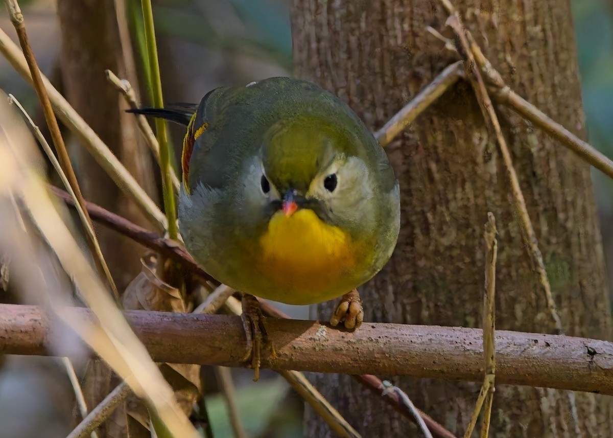 Red-billed Leiothrix - ML630869292