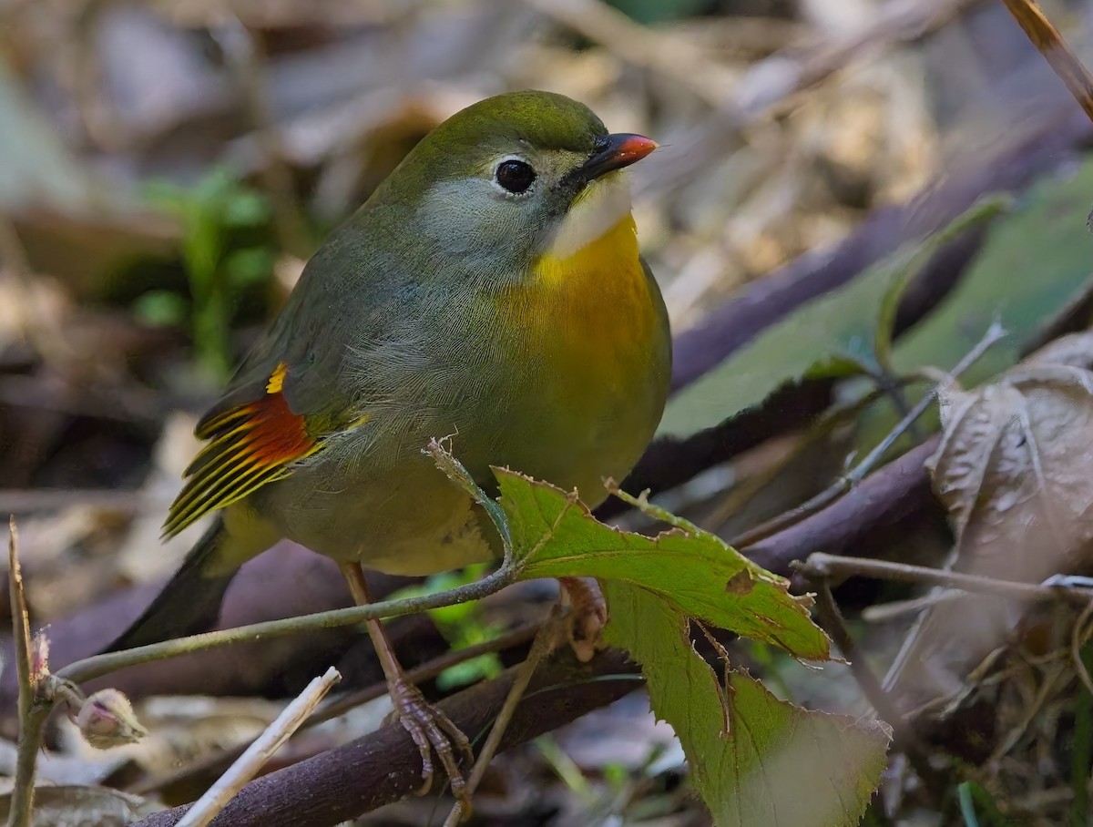 Red-billed Leiothrix - ML630869293