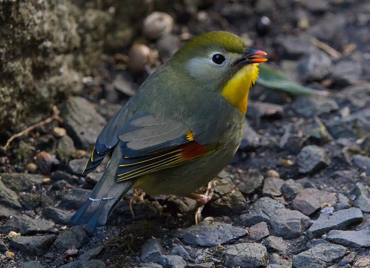 Red-billed Leiothrix - ML630869294