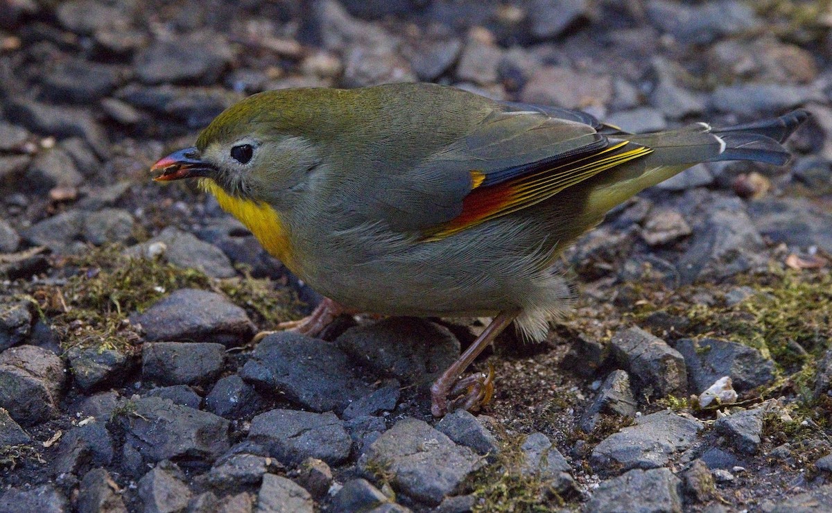 Red-billed Leiothrix - ML630869295