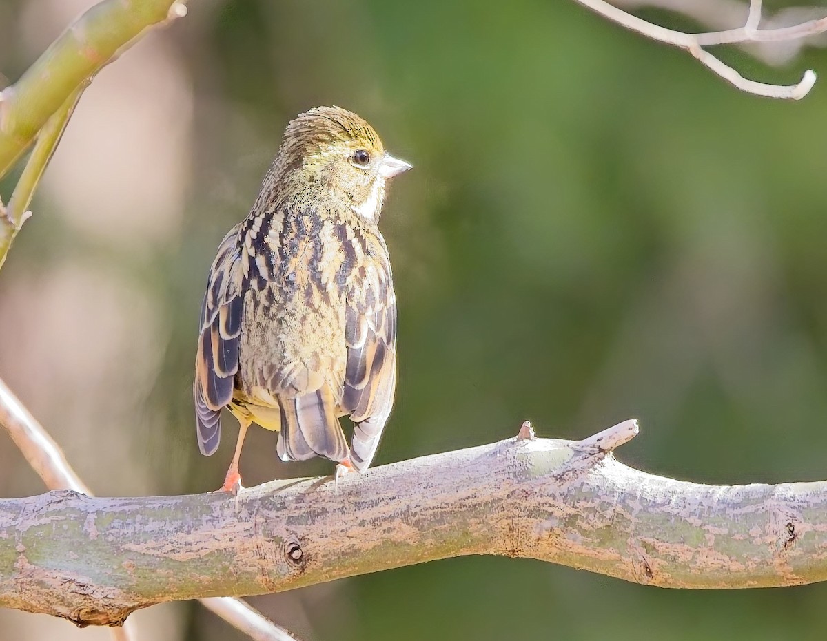 Masked Bunting - ML630869387