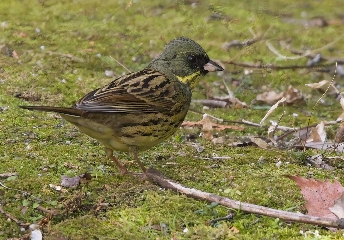Masked Bunting - ML630869388