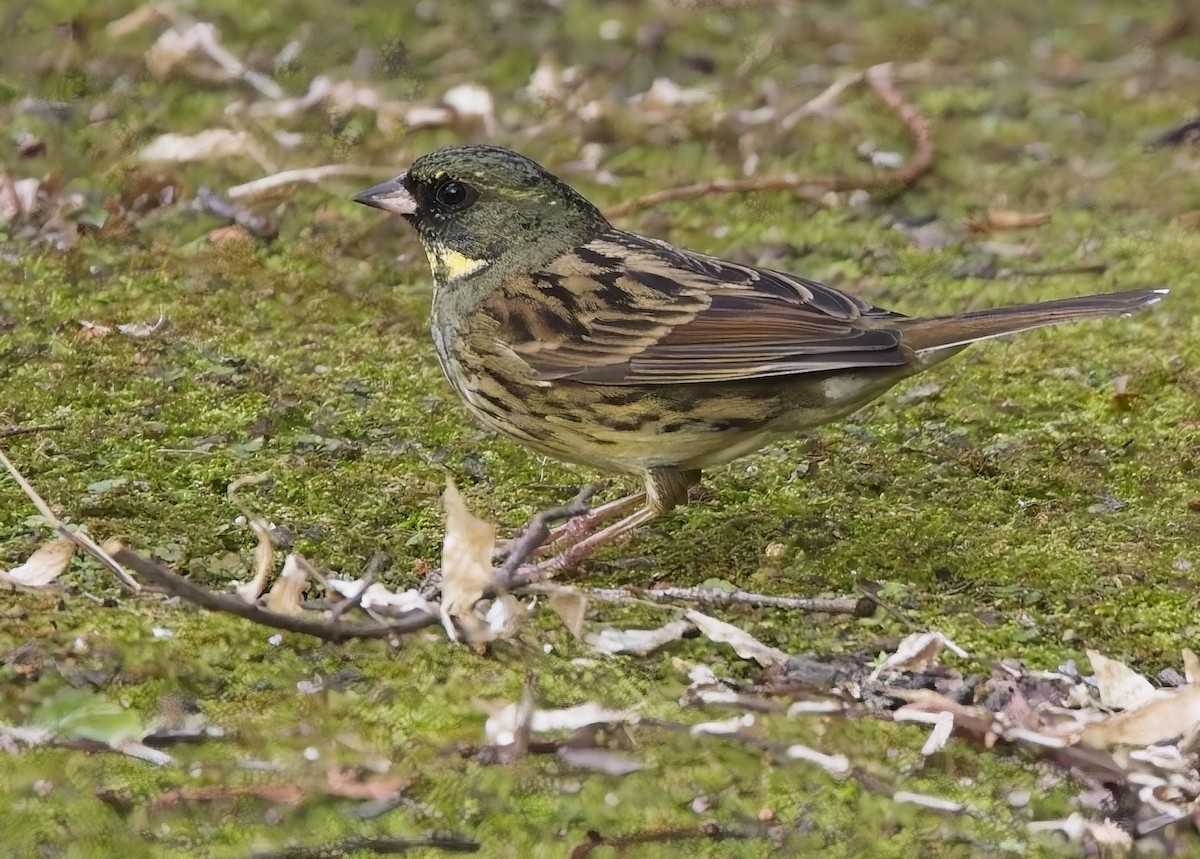 Masked Bunting - ML630869389