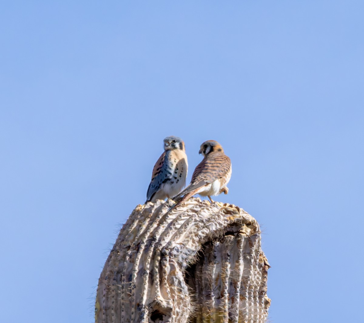 American Kestrel - ML630869579