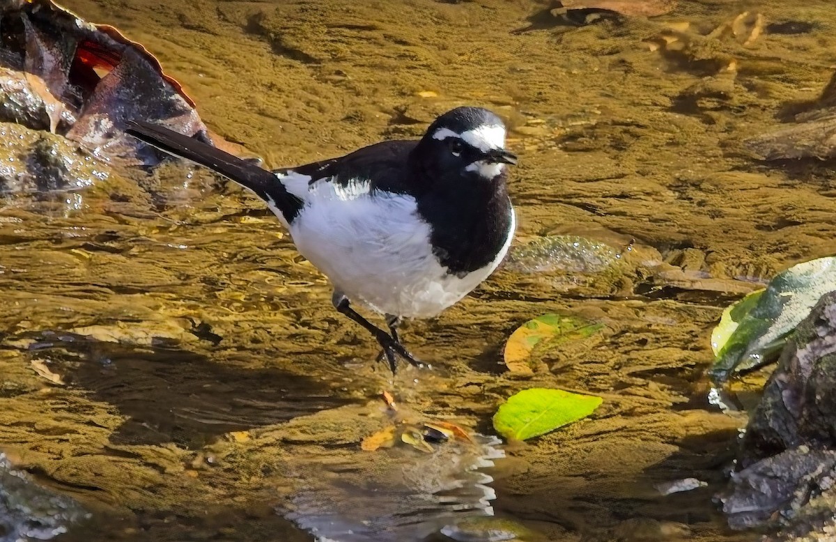 Japanese Wagtail - ML630869584