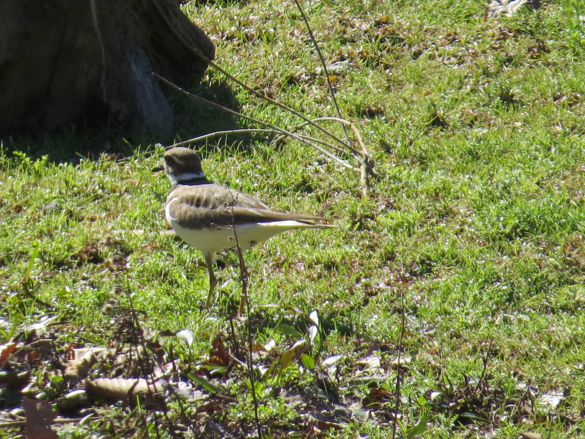 tobeltelo - ML630869826