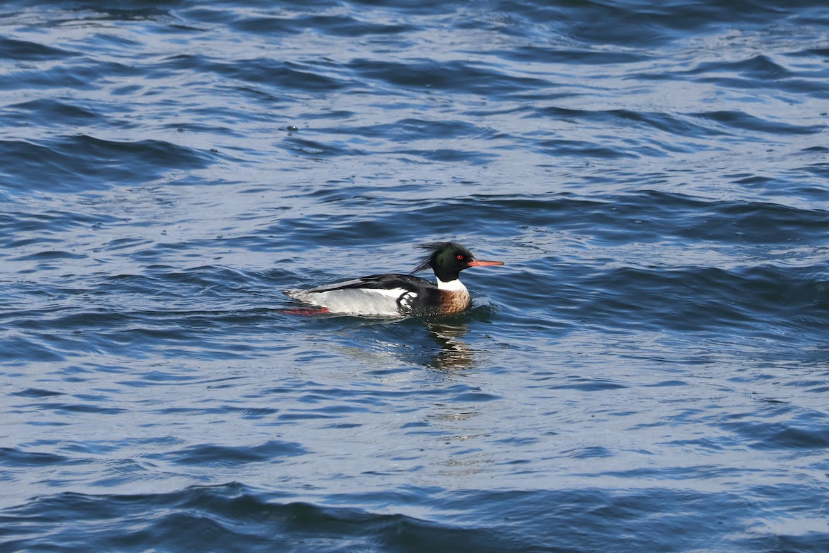 Red-breasted Merganser - ML630869982