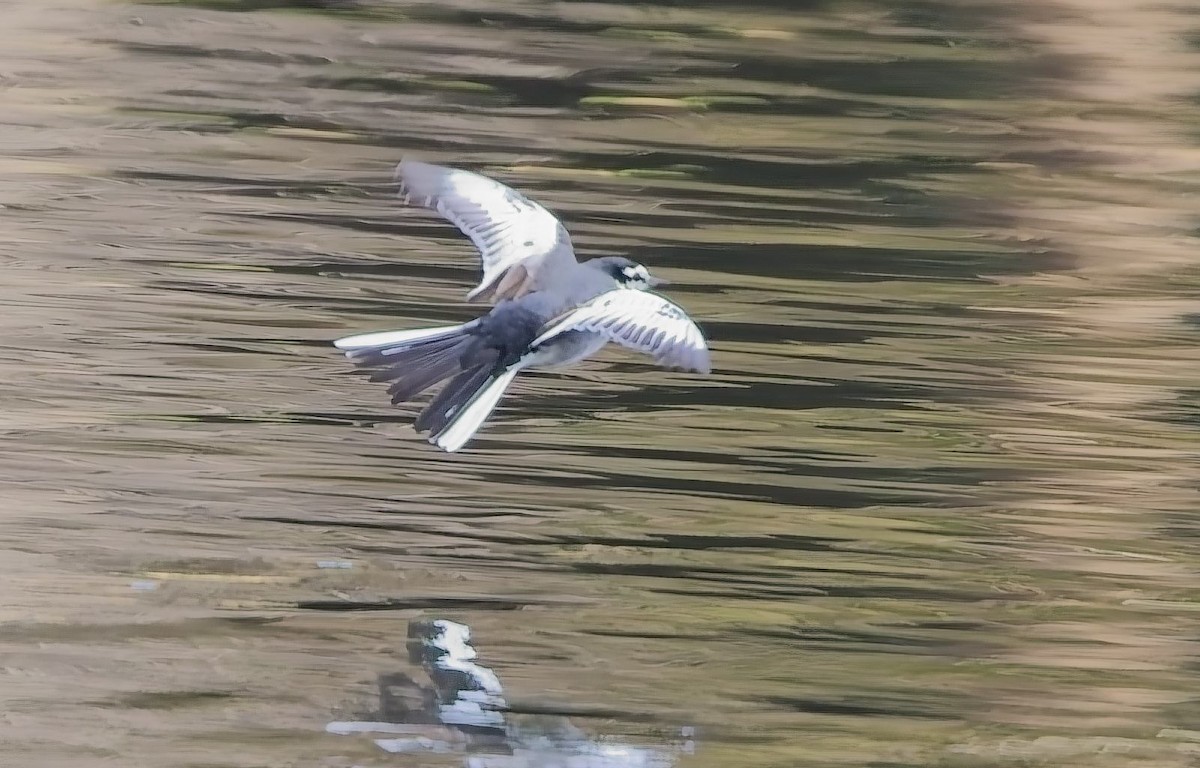Хөх цэгцгий - ML630870104