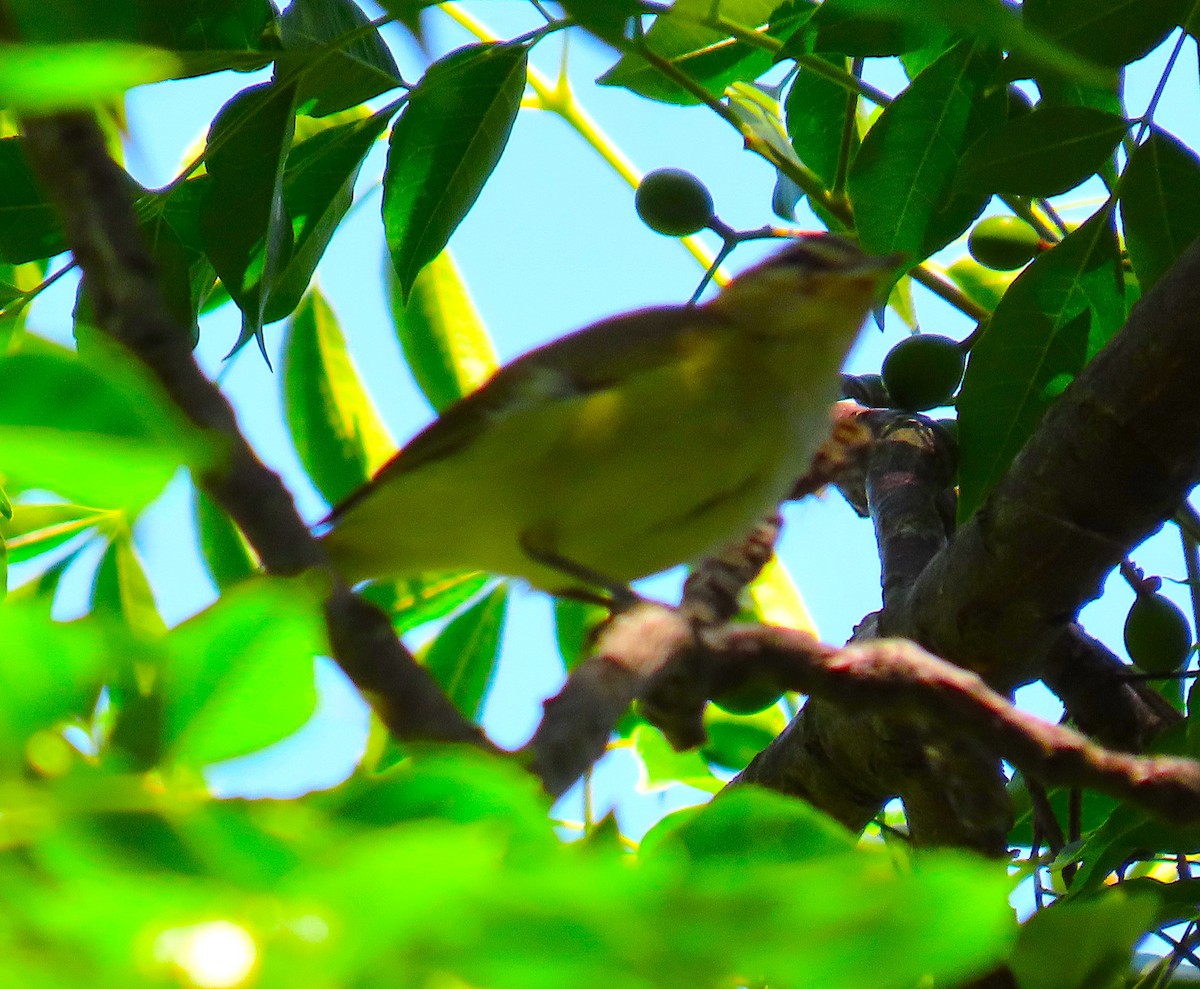 Chivi Vireo (migratory) - ML630870178