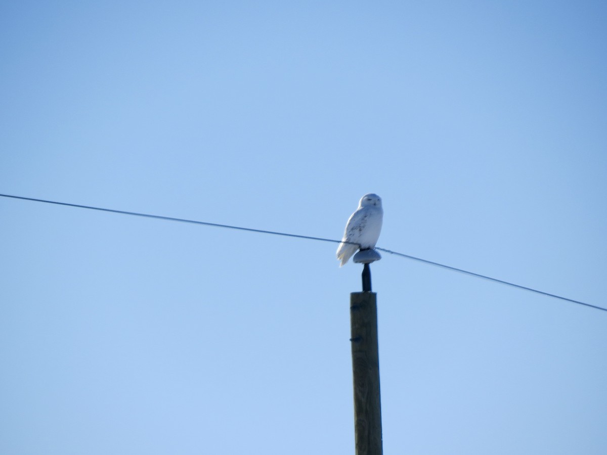 Snowy Owl - ML630870215