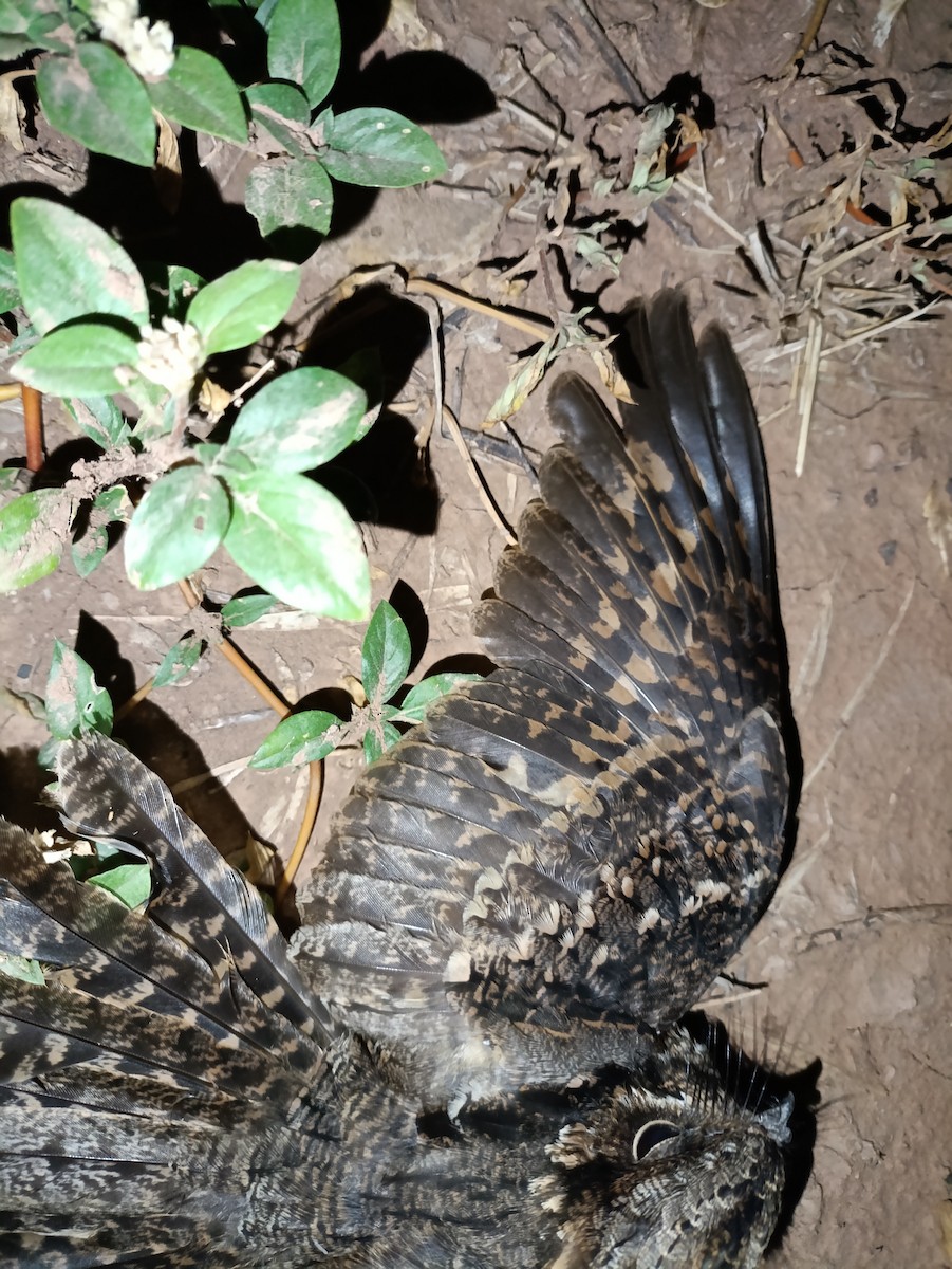Scissor-tailed Nightjar - ML630870271