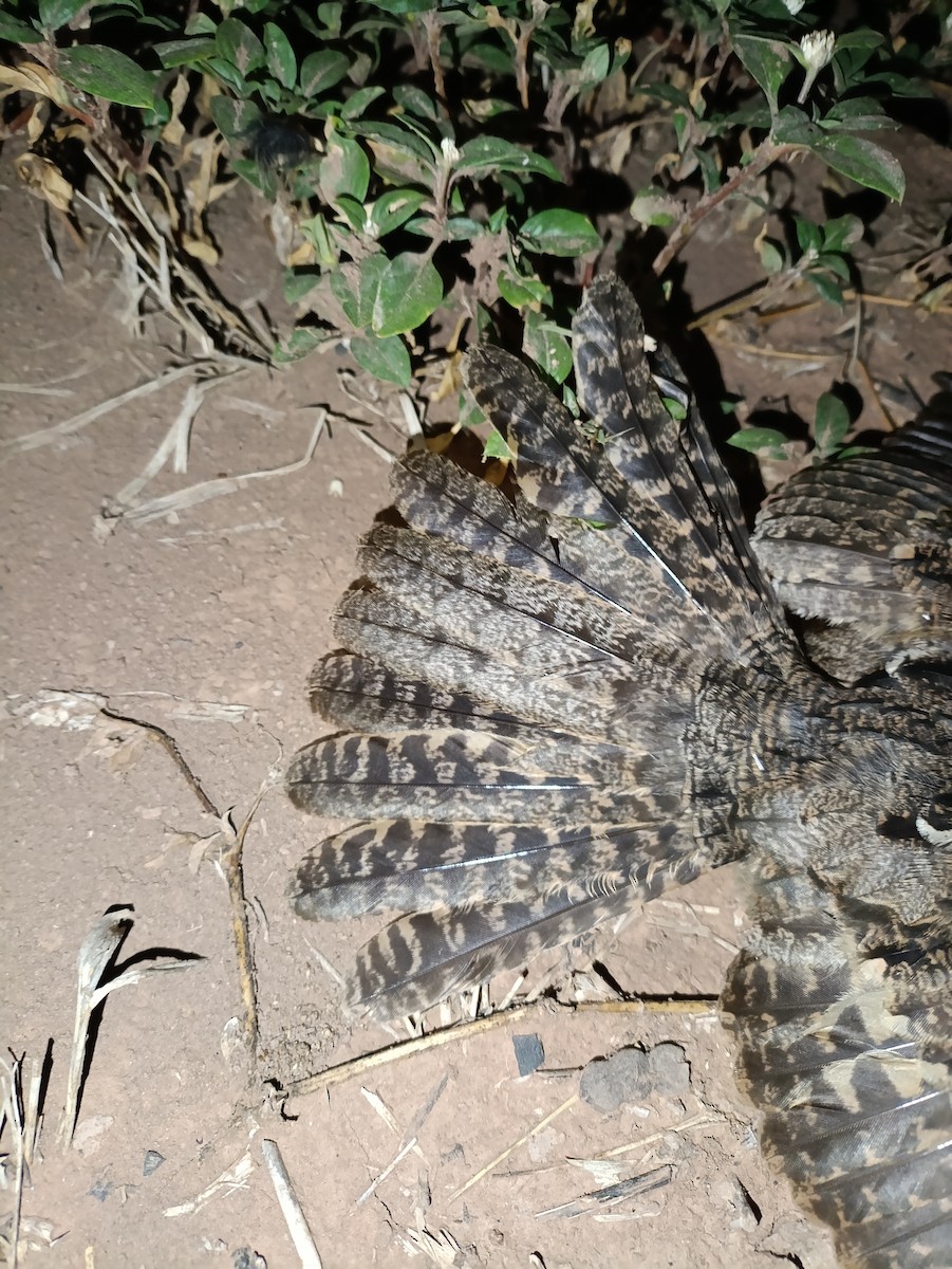 Scissor-tailed Nightjar - ML630870272
