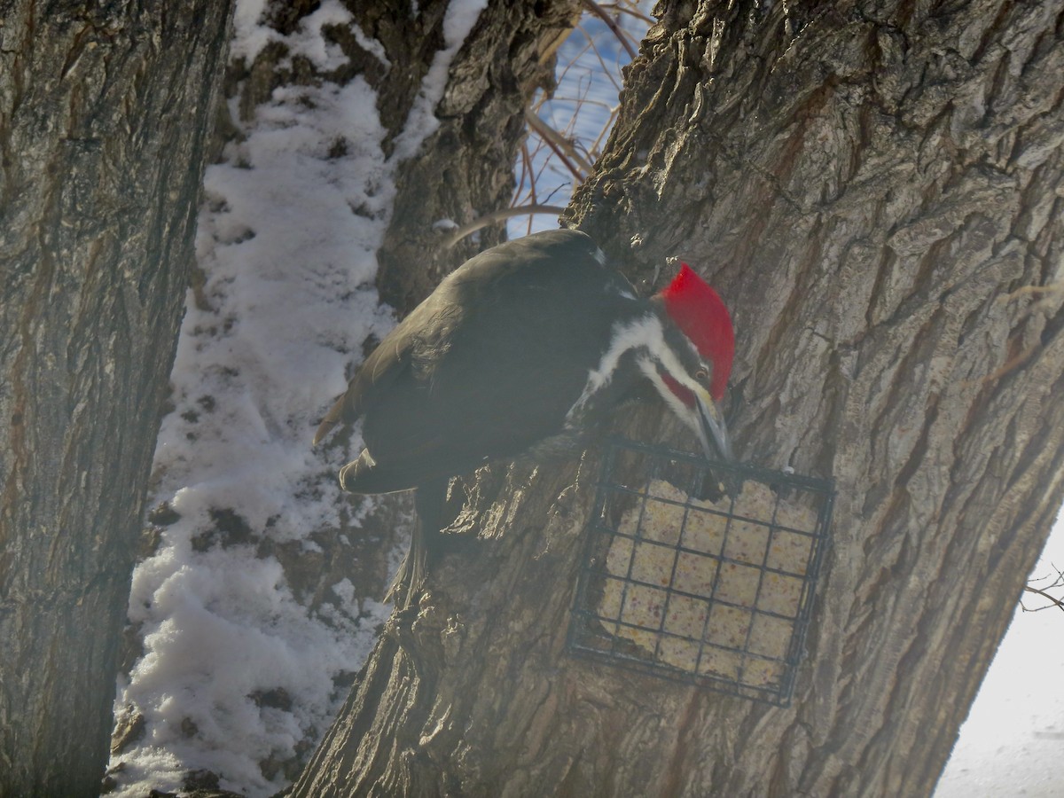 Pileated Woodpecker - ML630870330