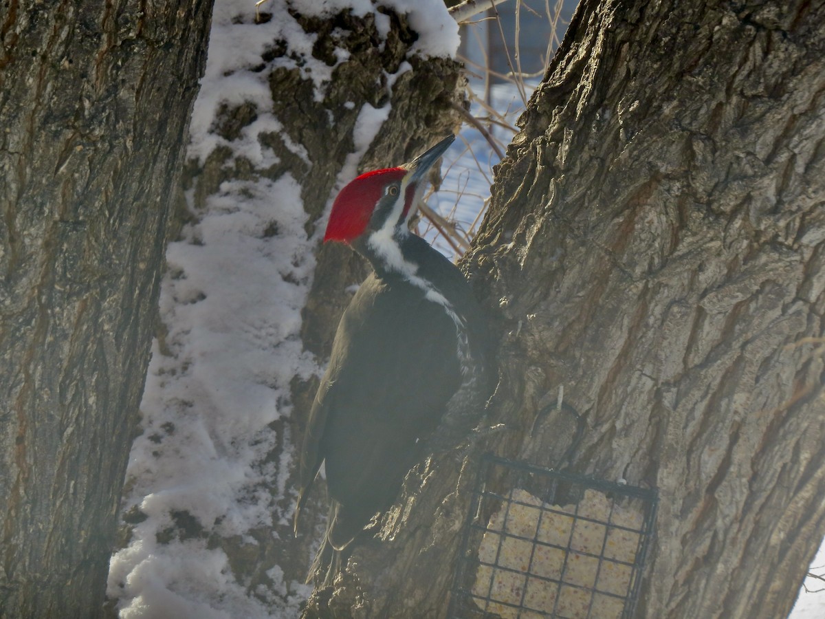 Pileated Woodpecker - ML630870331