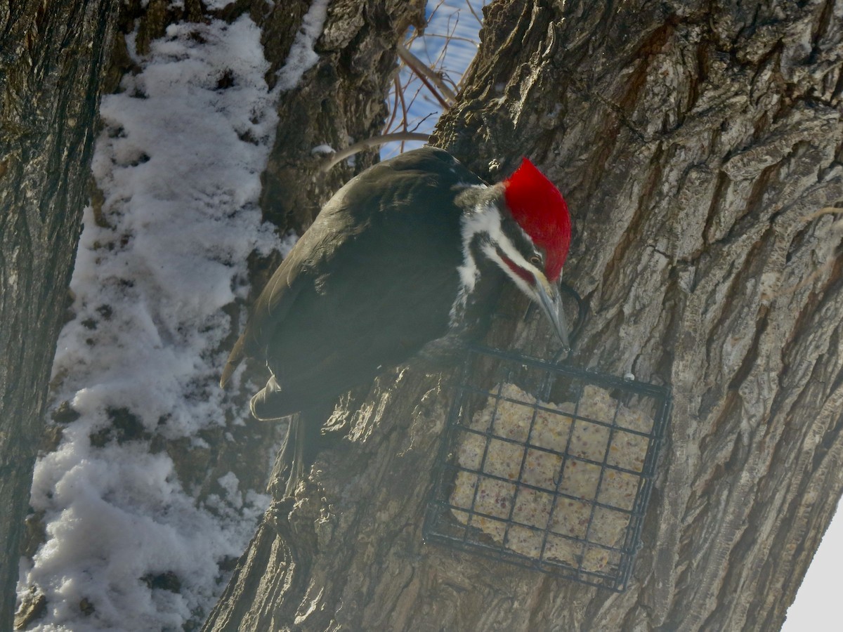 Pileated Woodpecker - ML630870334