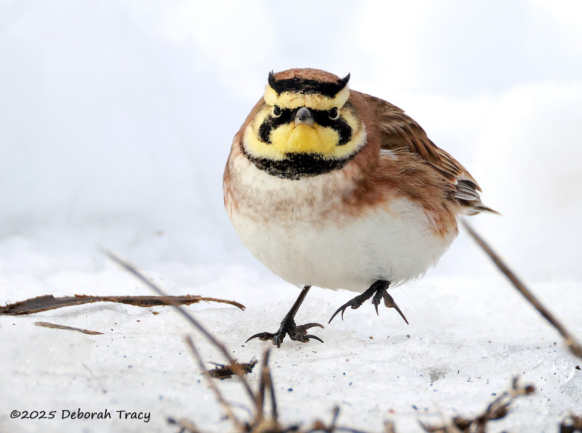 Horned Lark - ML630870560