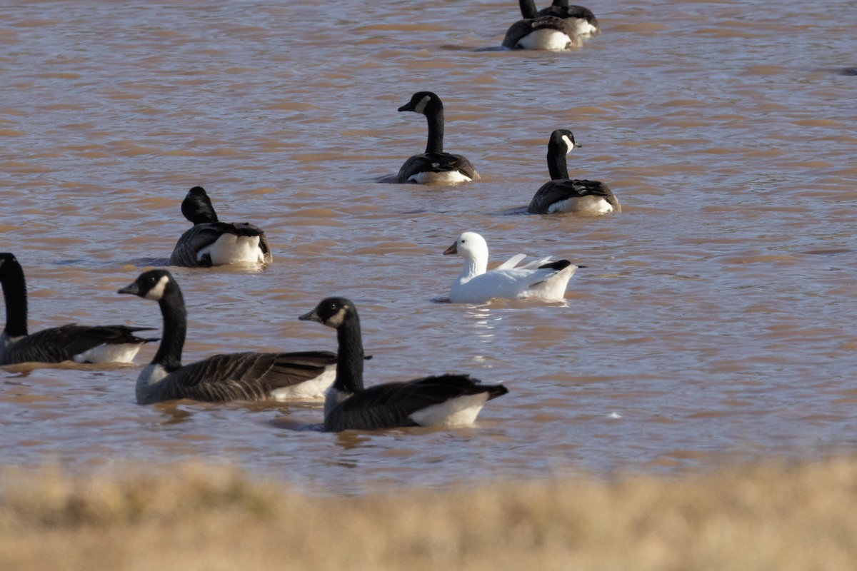Ross's Goose - ML630870598