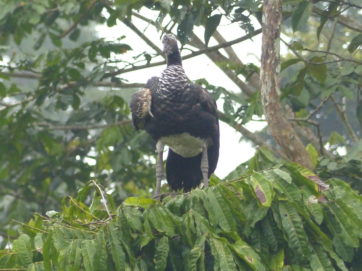 Horned Screamer - ML630870733