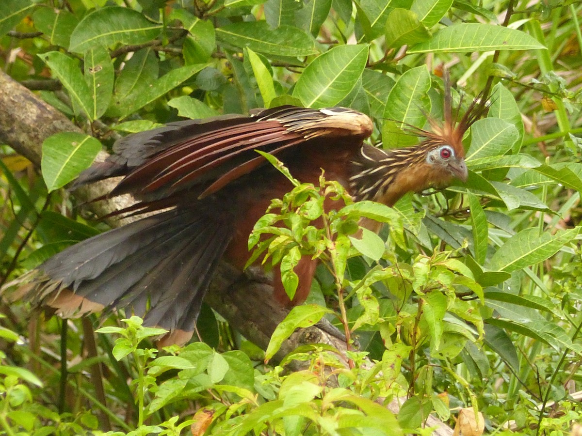 Hoatzin - ML630870746