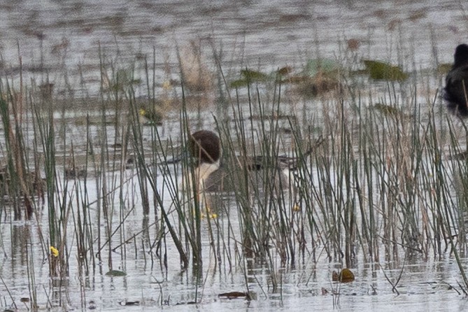 Northern Pintail - ML630870747