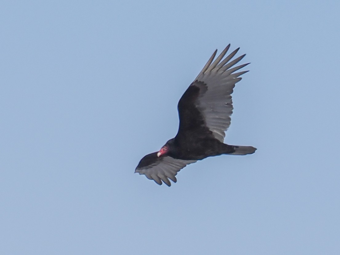 Urubu à tête rouge - ML630870750