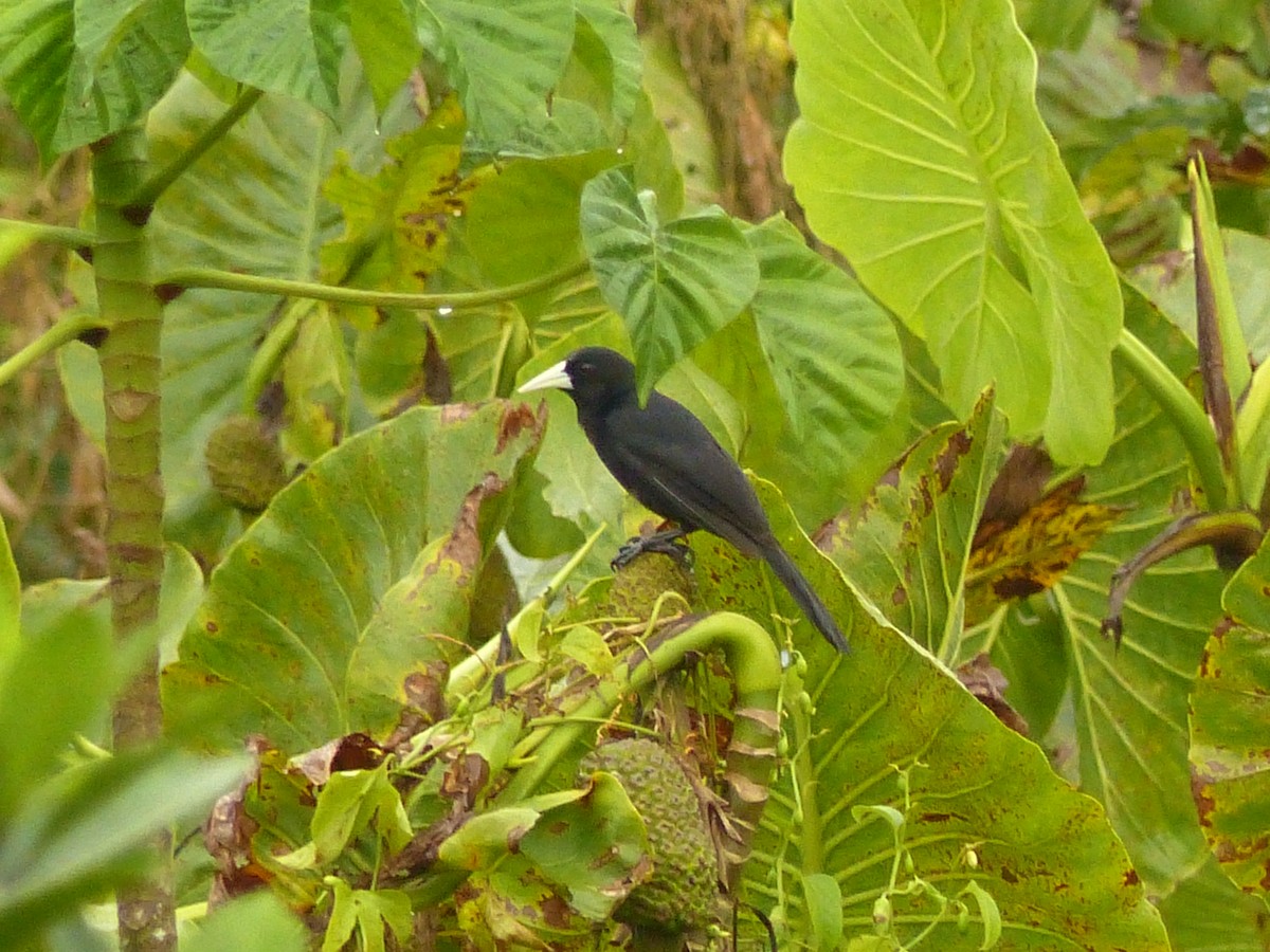 Solitary Black Cacique - ML630870760
