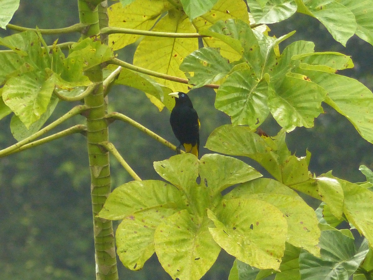 Yellow-rumped Cacique - ML630870786