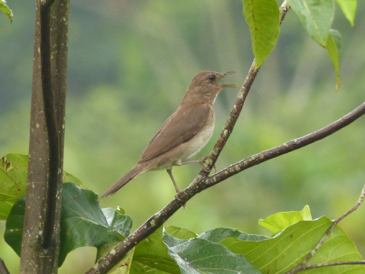 Black-billed Thrush - ML630870795