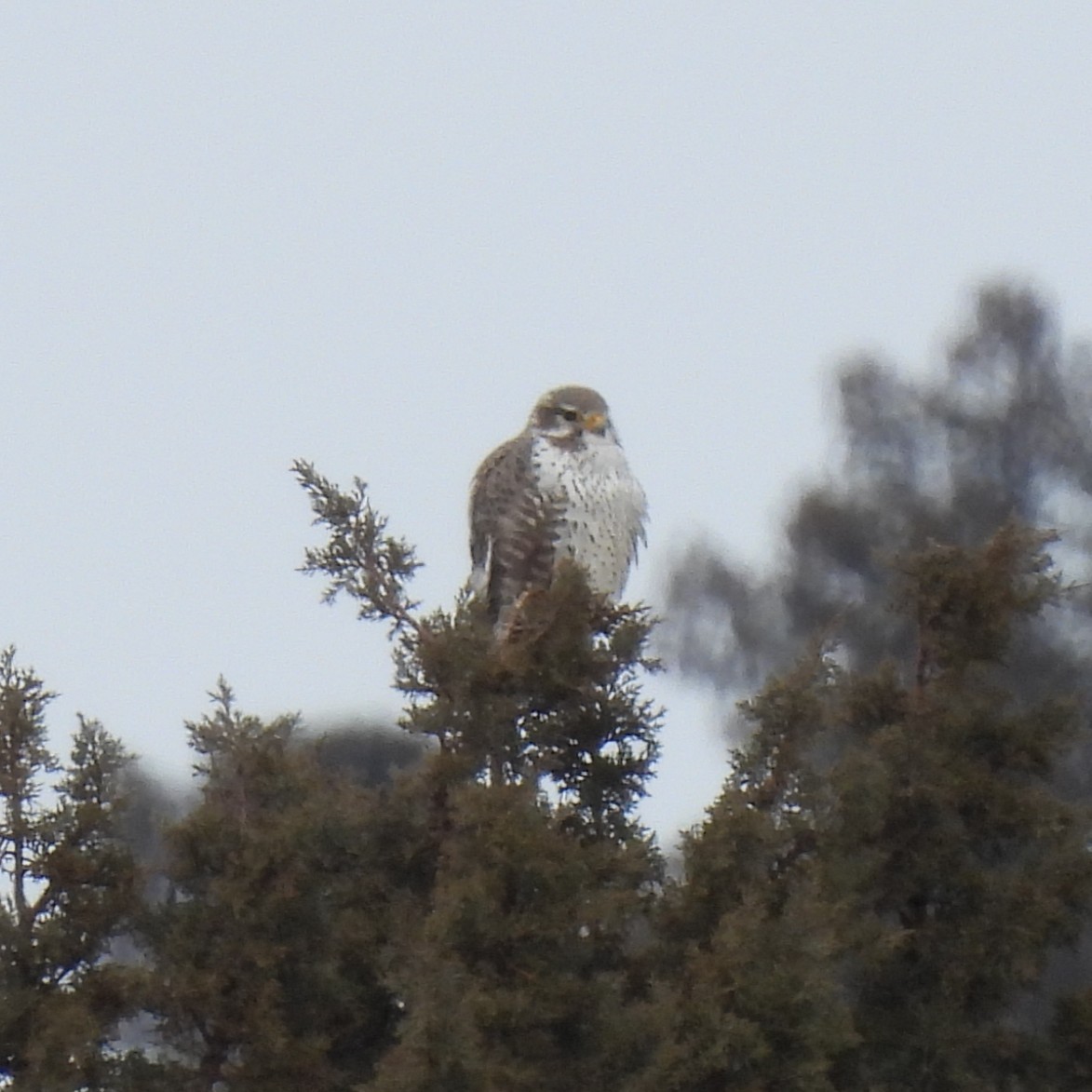 Prairie Falcon - ML630870864