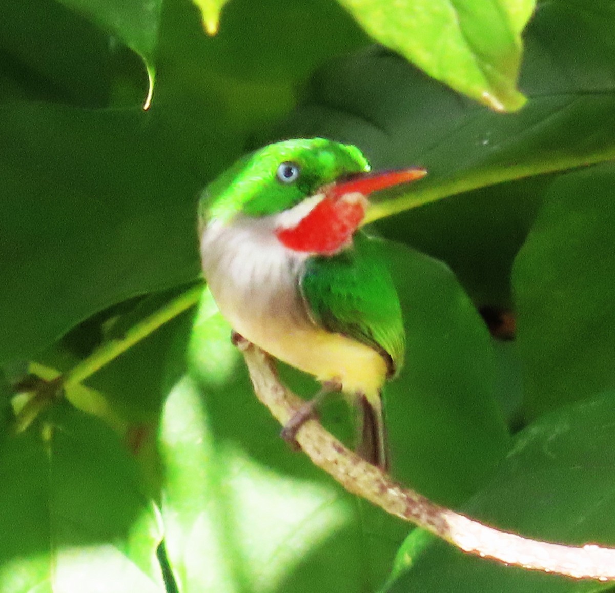 Puerto Rican Tody - ML630870994