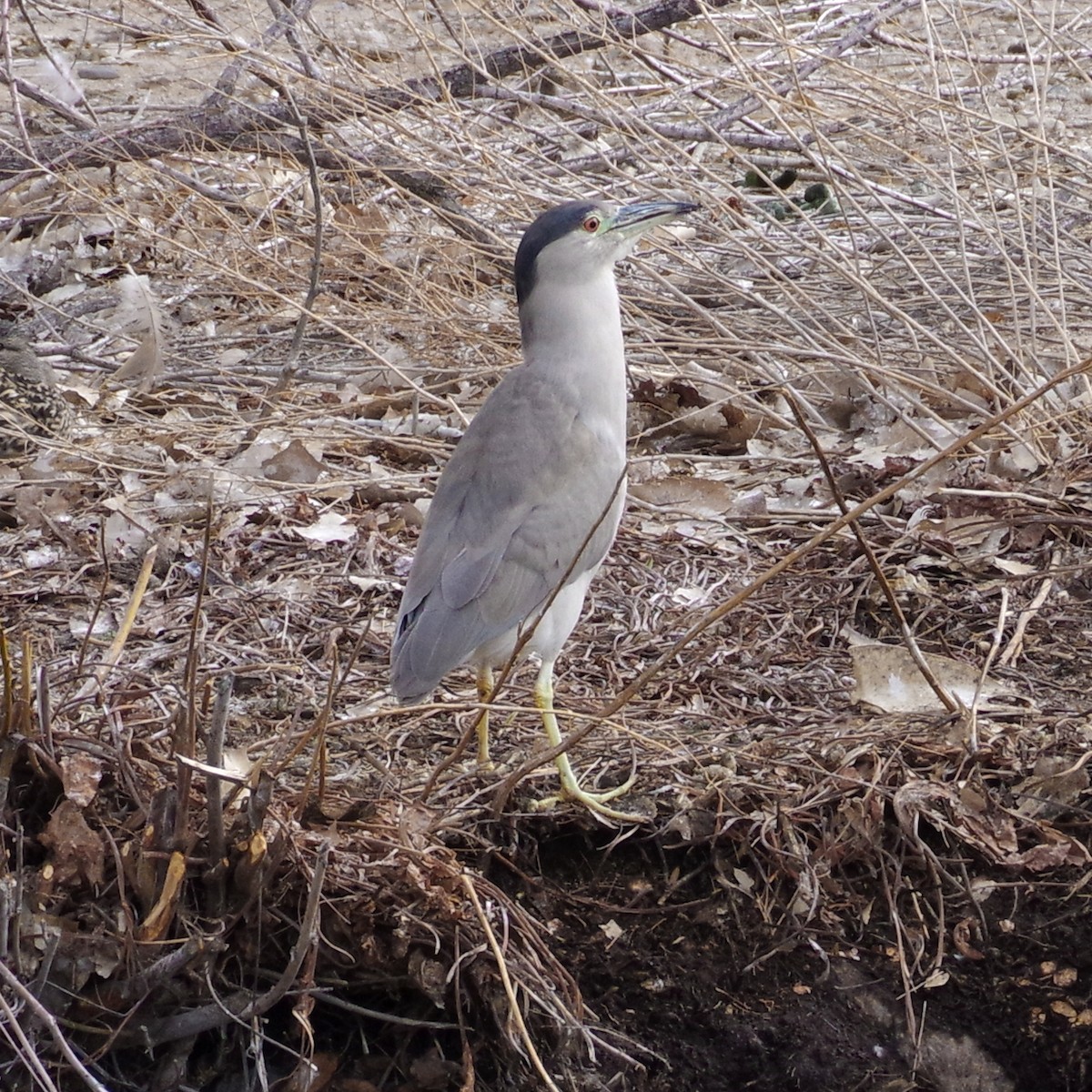 Black-crowned Night Heron - ML630871138