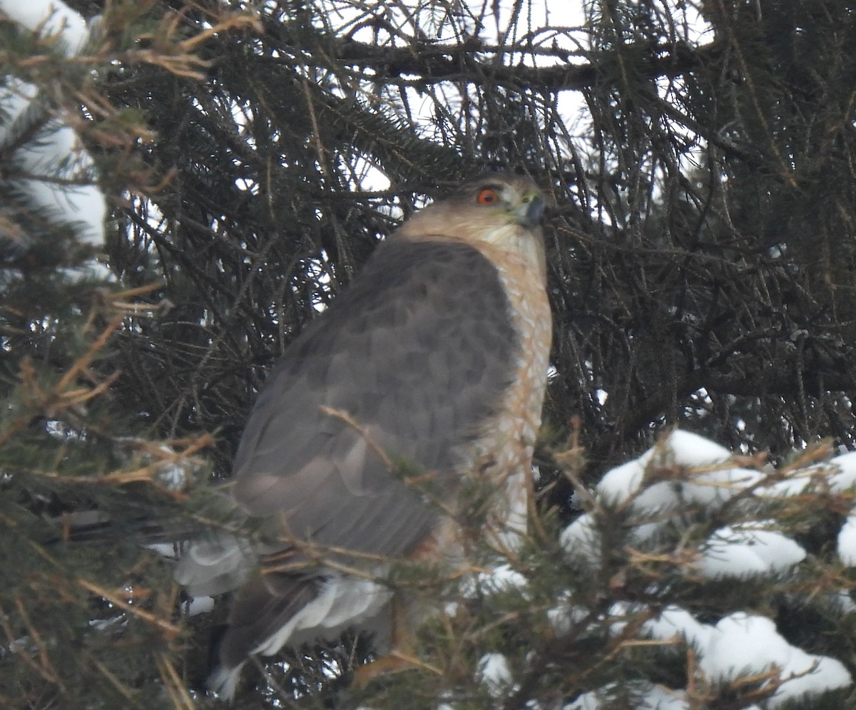 Cooper's Hawk - ML630871580