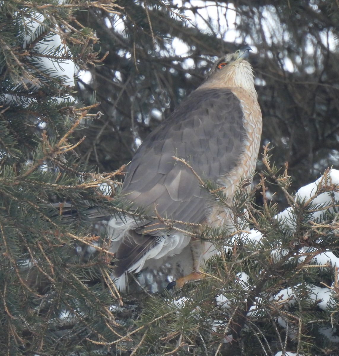 Cooper's Hawk - ML630871582