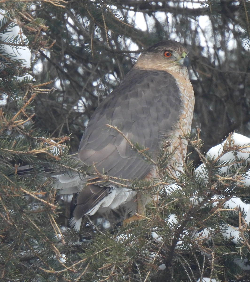 Cooper's Hawk - ML630871583