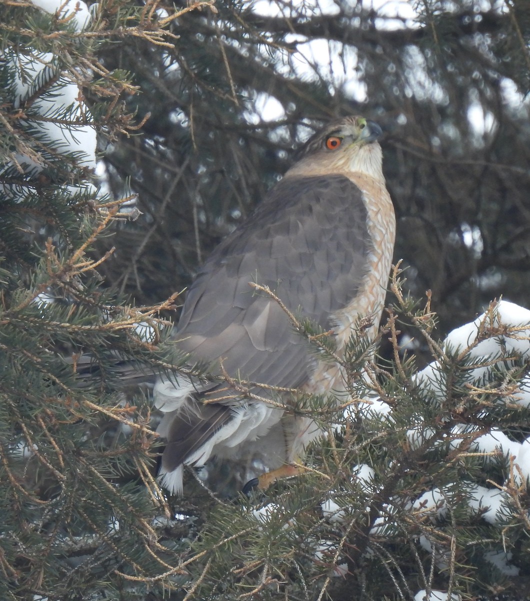 Cooper's Hawk - ML630871584