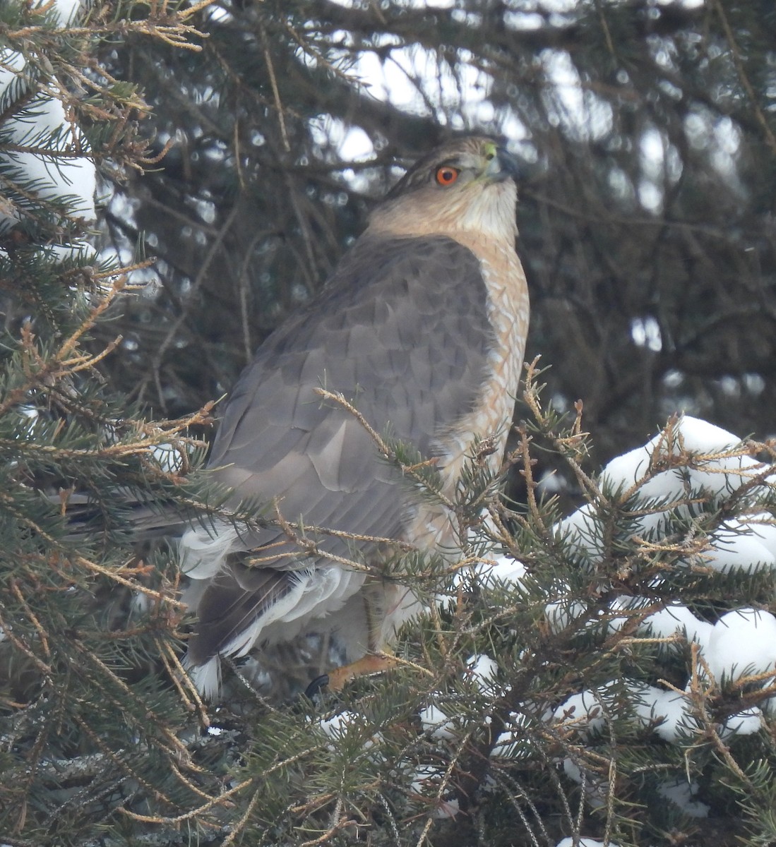Cooper's Hawk - ML630871585