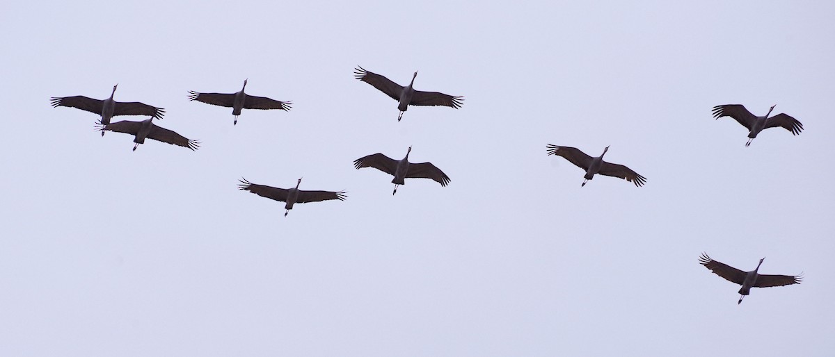 Sandhill Crane - ML630871794