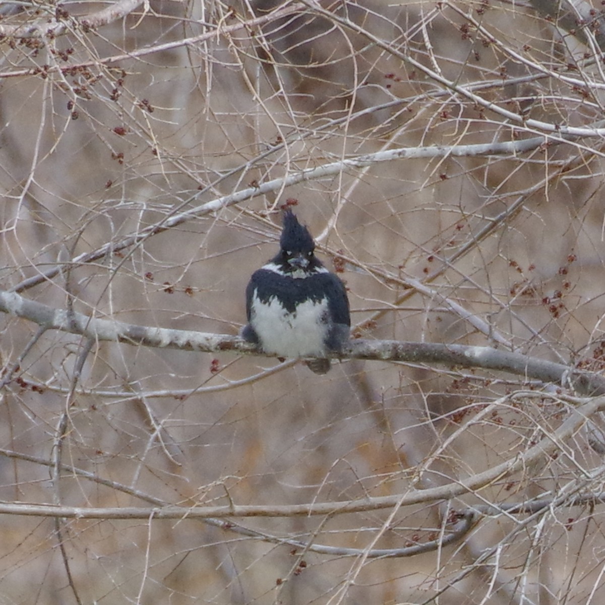 Belted Kingfisher - ML630871820