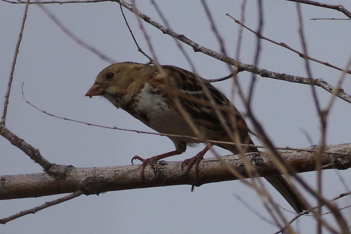 Harris's Sparrow - ML630871852