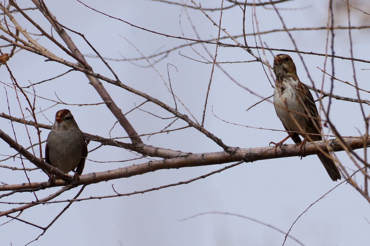 Harris's Sparrow - ML630871858