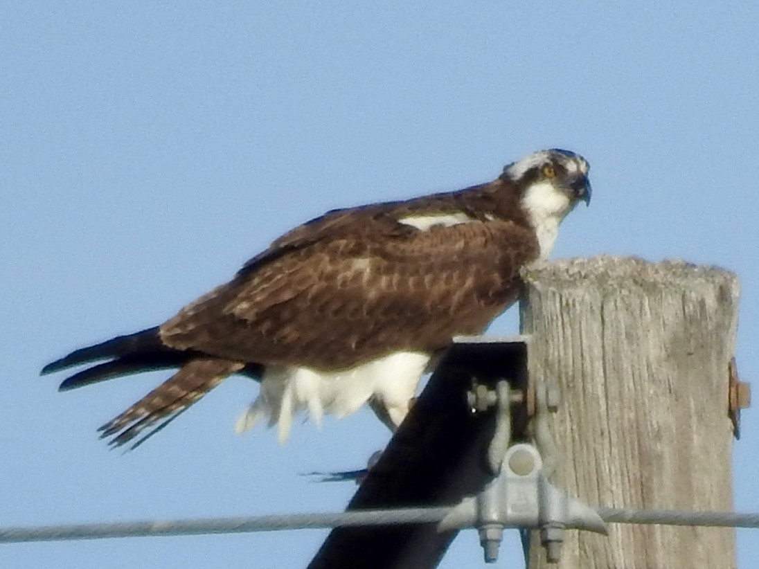 Osprey - ML630871873
