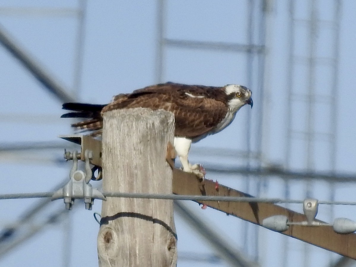 Osprey - ML630871874