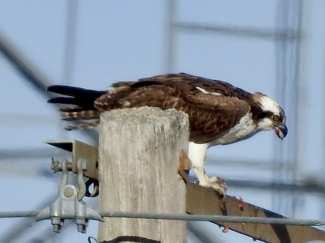 Osprey - ML630871875