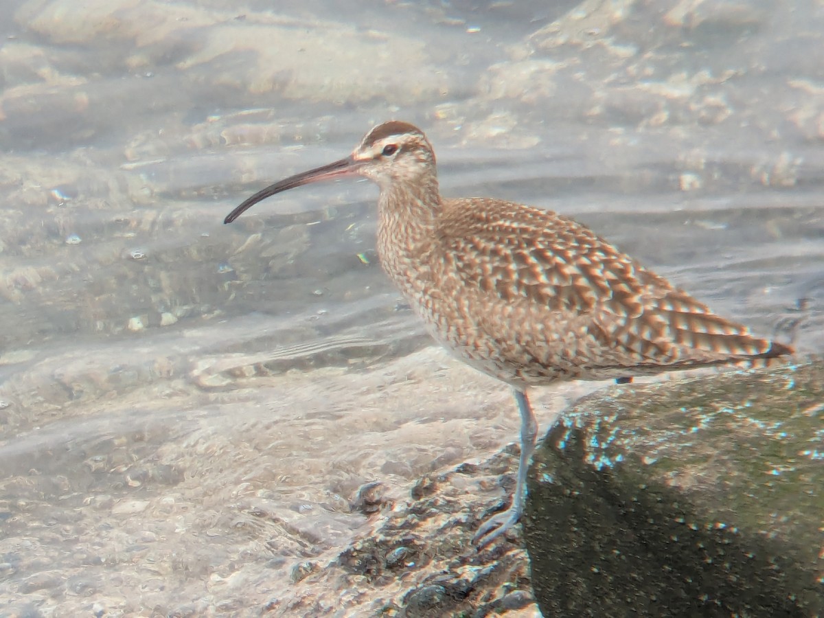 Whimbrel - ML630872010